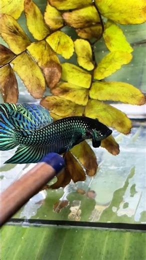 Catching and Show Betta Wild #betta