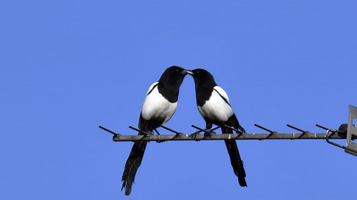 One for sorrow, two for joy: why we count magpies