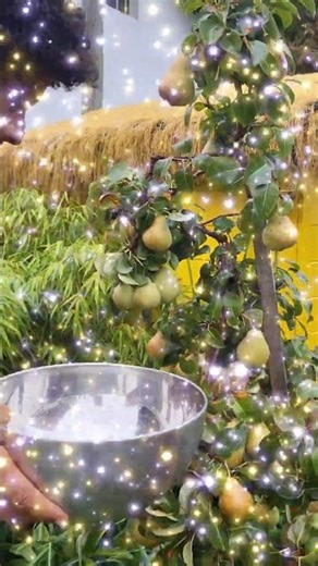 My First Homemade Pear Cake 🍐