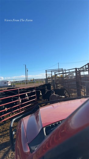 6.9K views · 102 reactions | My nephew being my gate opener. He’s helping me put out stress tubs to the calves. #calves #helper #auntlife #nephew #mineraltubs #ranchlife #goodhelper #gateopener #agriculturelife #AGWORLD #RFDTV | Views From The Farm | Facebook