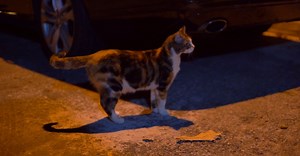 Video by Ivan Yeo on Pexels