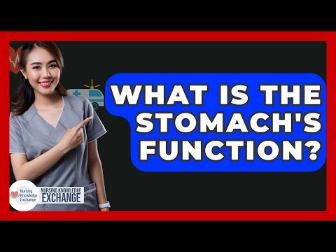 What Is The Stomach's Function? - Nursing Knowledge Exchange
