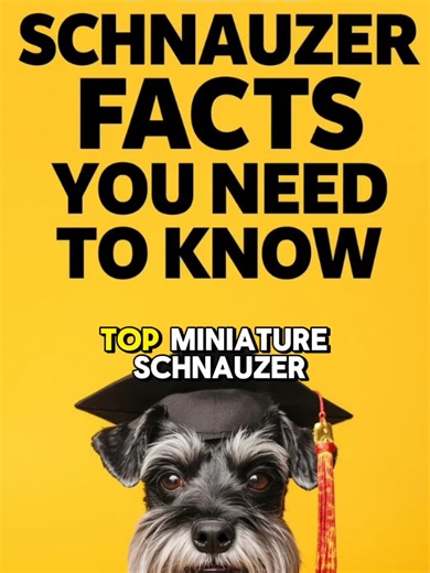 MINI SCHNAUZER DOG VIDEOS ✅ The TRUTH About Owning Miniature Schnauzers! Pros & Cons & Top Training Tips 2026! #minischnauzerpuppies #minischnauzersarethebest #minischnauzersoftiktok #minischnauzersofinstagram #miniatureschnauzers