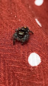 They’re just our tiny friends… #spiders #jumpingspider #thebuglady | Spider Facts