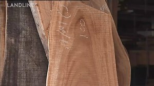 21K views · 87 reactions | Plantation forestry could represent a value-adding opportunity for landholders in north-Queensland. The African mahogany species is facing extinction in its native west Africa, but trees planted almost two decades ago across tropical Australia are ready for harvest. #NoonThirty, Sunday | ABC Landline | Facebook