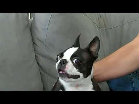 French Bulldog Talking Funny Compilation