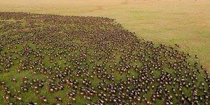 Great Wildebeest Migration: When, Where & How To Watch✔️