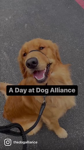 The Dog Alliance: Best Place for Dog Lovers
