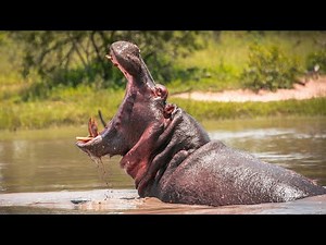 Why Hippos Are So Dangerous