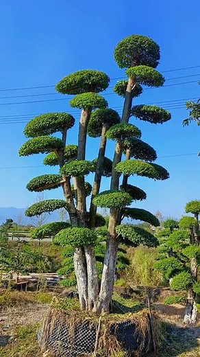 随机漫步理论:涨跌是难以捉摸的。