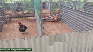 67K views · 697 reactions | From Iloilo to Capiz, the CPU Research Center for Philippine Native Chicken is expanding the horizon for partnership. The actual visit to the area where the expansion of production to 256 native chicken breeder stocks will be done within this year. This partnership is with Gabriel's Katutubong Manok in Tapaz, Capiz. | Philippine Native Chicken | Facebook