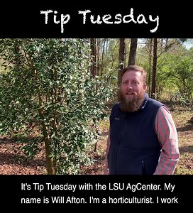 6.7K views · 137 reactions | Is your citrus tree producing inedible fruit and thorny branches? LSU AgCenter horticulture agent Will Afton discusses the trifoliate orange rootstock and how to manage it on your citrus plant. | LSU AgCenter | Facebook