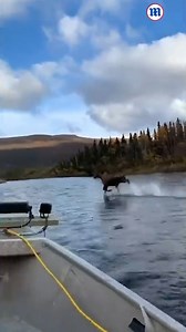 360K views · 11K reactions | This moose is 'walking on water'!龜 | Daily Mail Video | Facebook