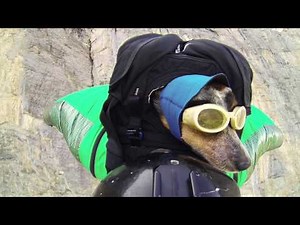 Whisper becomes world's First Wingsuit BASE Jumping Dog