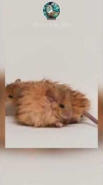 218. Desextinción #ciencia #datoscurisos #colossal #bioscience #mamut #tilacino #dodo #animales