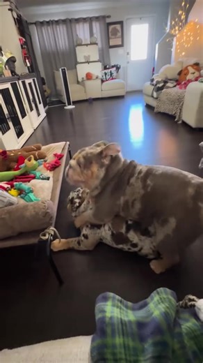 Barkley the Bulldog Takes Action Against Headlock