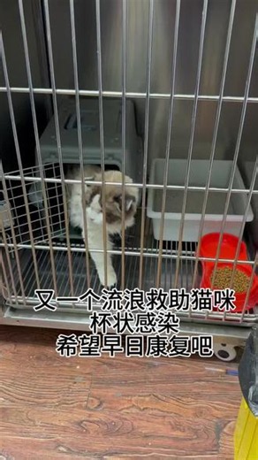 猫杯状病毒感染是猫常见的呼吸道传染病，以下是核心信息整理：主要特点- 传染性强，多爆发于猫群密集的场所（如猫舍、流浪猫聚集地）- 健康猫主要通过接触病猫的分泌物、餐具/环境污染物感染典型症状- 轻症：口腔溃疡、流口水、打喷嚏、流鼻涕、精神食欲轻度下降- 重症：发热、肺炎，部分会出现皮疹、关节疼痛- 幼猫感染死亡率更高，成年猫多为轻症或隐性带毒治疗与护理- 没有特效抗病毒药，以对症