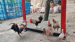 29K views · 1.4K reactions | Very Funny Hen Video藍 Hen Vs Mirror Serious Fight  #prank #mirrorprank #funny #funydogvideo #funnyPrank #funnyvideo | All Time Best Fun Tv | Facebook