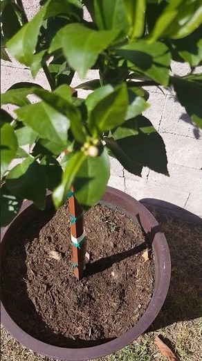 Meyers Lemon tree from Costco with new growth and flowers! (3 months after purchase)