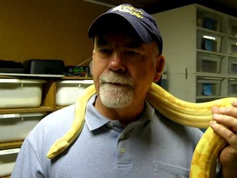 Brian Gundy Reveals His Technique On How To Breed Boa Constrictors