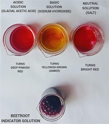 BEETROOT NATURAL INDICATOR