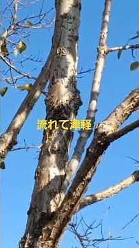 #Shimazu Aya by Flowing Tsugaru #1 #Iida City Nanjamonja #Iida City, Nagano Prefecture, Hitotsuba...