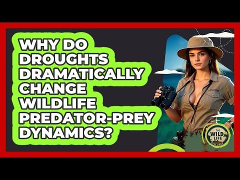 Why Do Droughts Dramatically Change Wildlife Predator-prey Dynamics? - The Wild Life Explorer