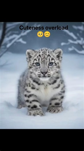 The Cutest Snow Leopard Cub You’ll See Today! ❄️🐾🥺😊