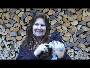 Cockerdoodle bezaubernd und besonders WERBUNG www.welpenvermittlung-hunde.at