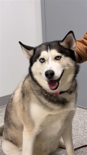 May is National Pet Month, and we are so excited to partner with DeKalb Humane Society to collected needed pet food for the shelter's residents. Food can be dropped off at the library where we are also featuring bios of some of the available cats and dogs that are looking for their forever home! The shelter's wishlist of needed item can be found here: a.co/1xb262c | Eckhart Public Library