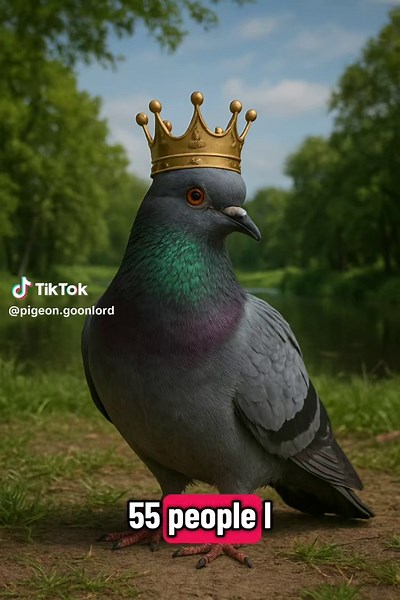 Pigeons in Tennis: A Fun Look at the Sport