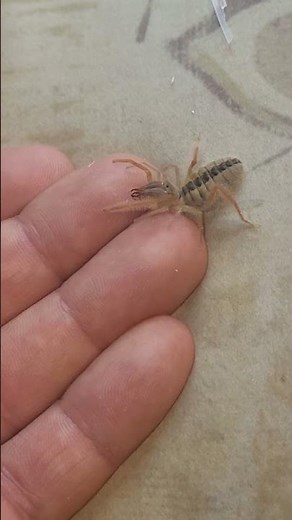 Baby camel spider