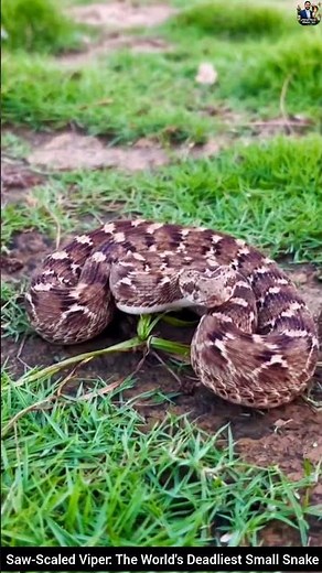 Saw-Scaled Viper: The World's Deadliest Small Snake #snake #wildliferescue #wildlife #animals
