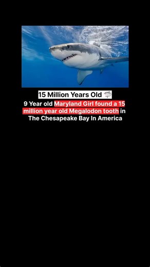 Maryland Girl's Encounter with Megalodon Tooth