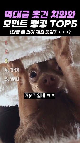 역대급 웃긴 치와와 모먼트 랭킹 TOP5 #랭킹 #쇼츠 #웃긴영상