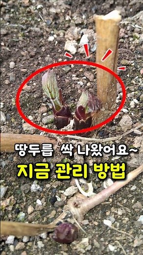 땅두릅 싹이 나왔어요 지금 관리 방법 #내맘농부 #땅두릅 재배 #텃밭농사 #농사꿀팁