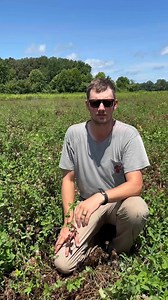 150K views · 1.1K reactions | Red clover continues to impress us. This plot was planted last fall and is still producing tremendous biomass and highly nutritious forage. Late July and August are the most nutritionally demanding months for deer in the Deep South. Food plots like this one help us address that nutritional limitation. Outstanding attraction during the fall hunting season is a bonus! | MSU Deer Lab | Facebook