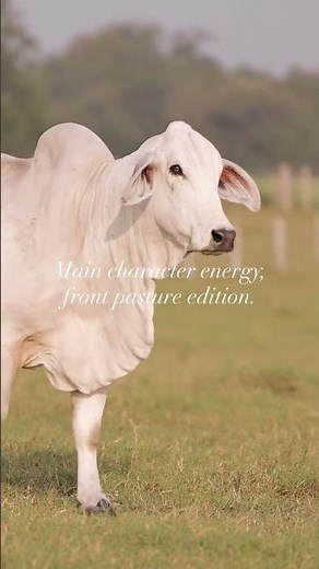 Brahman Character Energy #cow #champion #cattle #V8 #breeding #cowboys #brahman #ranch #rancho #cows