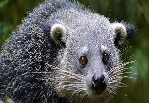 Saving Palawan’s Endemic Wildlife – Rainforest Trust