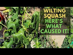 Why Is My Squash Wilting? Signs of the Squash Vine Borer