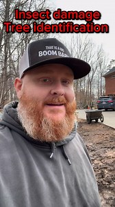 71K views · 2.5K reactions | #firewood #trees #wood #learning #knowledge #identification | Foothills Firewood | Facebook