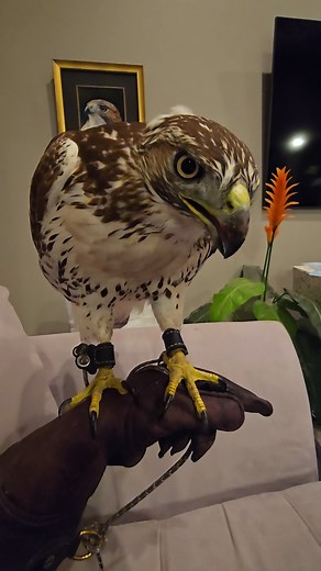 Training a Red-Tailed Hawk for Falconry