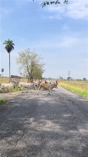 Folclorllanero Punto Com El Portal Musical De Venezuela #folclorllanero #joropoparaelmundo