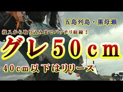 ５０ｃｍのグレ捕獲！40㎝以下はリリースの大爆釣/五島・黒母瀬(後編)
