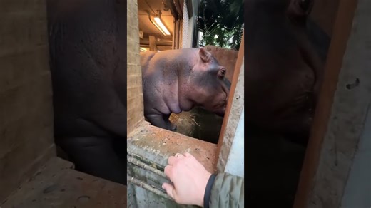 See a needy giant hippo demand all the love and extra attention