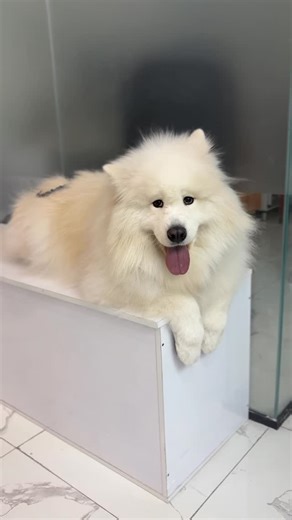 ‎آرایشگر حیوانات رسول فرجی‎ on Instagram‎: "ببینید کی اومده خوشگل کنههه🥹😍"‎