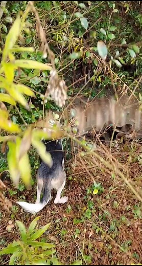 #bayedup #buck #walkers #deer #whitetail #8pt | buck