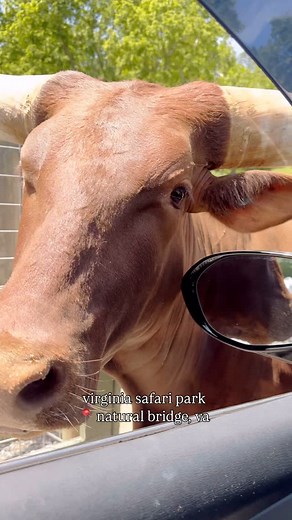 Virginia Zoos & Farms 🦒🦙 Virginia Safari Park 📍229 Safari Ln. Natural Bridge, VA 24578 ⏰ Mon-Fri: 9am-4pm Sat & Sun: 9am-5pm 💰 Adult (13-64) $28.95, Seniors (65 ) $26.95, Children (2-12) $21.95, Under 2: Free ✨ active, retired military, law enforcement all receive discounts 👮‍♀️ ✨ this park features a drive thru safari zoo and a walk around zoo 🛻 ✨ last car is admitted at 5pm ⏱️ ✨ you can buy buckets to feed the animals on the drive thru for $6 🦙 ✨ you can feed parakeets 🦜 and giraffes �