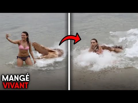 Les ATTAQUES D’Animaux Les Plus STUPIDES Jamais Enregistrées!