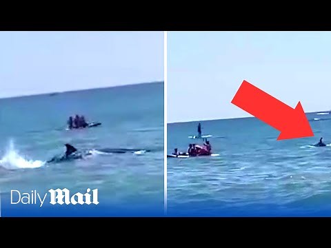 Dramatic moment massive shark swims dangerously close to crowded beach in Spain